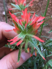 Castilleja scabrida scabrida