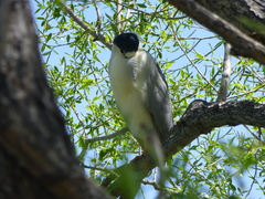 Nycticorax nycticorax