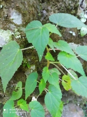 Begonia hirtella