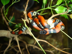Oxyrhopus guibei