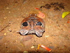 Physalaemus nattereri