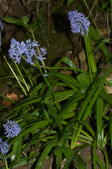 Hyacinthoides italica