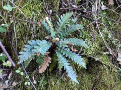 Asplenium aureum
