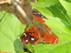 Hypanartia kefersteini