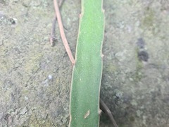 Selenicereus monacanthus