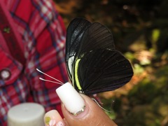 Pereute charops peruviana