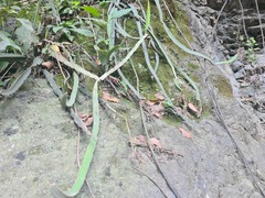 Selenicereus monacanthus