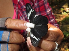 Pereute charops peruviana