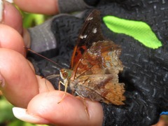 Hypanartia kefersteini