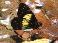 Catasticta sisamnus