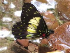 Catasticta sisamnus