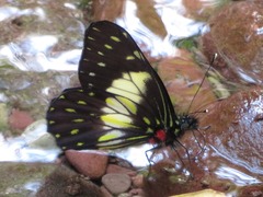 Catasticta sisamnus