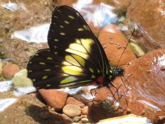 Catasticta sisamnus