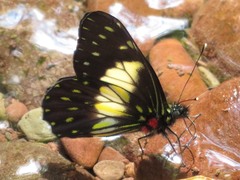 Catasticta sisamnus