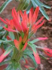 Castilleja scabrida scabrida