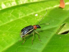 Paratriarius