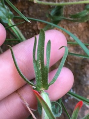 Castilleja scabrida scabrida