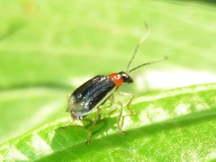 Paratriarius