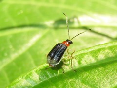 Paratriarius