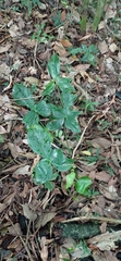 Philodendron ruthianum