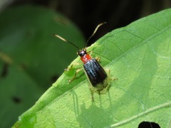 Paratriarius
