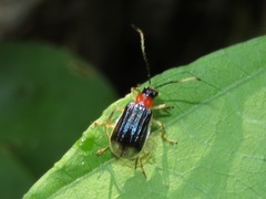 Paratriarius