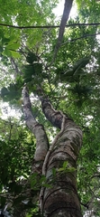 Philodendron ruthianum