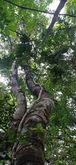 Philodendron ruthianum