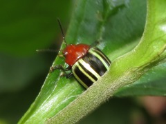 Desmogramma