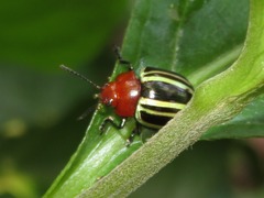 Desmogramma