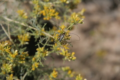 Sphaenothecus bilineatus