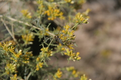 Sphaenothecus bilineatus