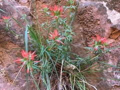 Castilleja scabrida scabrida