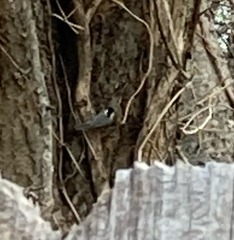 Poecile carolinensis