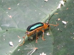 Paratriarius