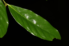 Alangium villosum