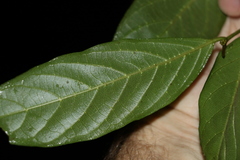 Alangium villosum