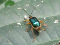 Paratriarius