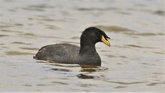 Fulica cornuta