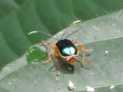 Paratriarius