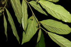 Alangium villosum