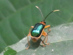 Paratriarius
