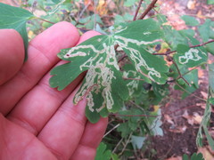 Phytomyza aquilegivora