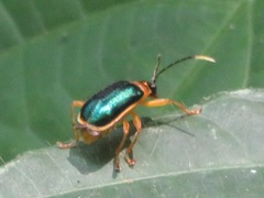 Paratriarius
