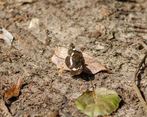 Photo of Map (Araschnia levana)