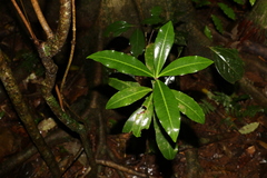 Tapeinosperma repandulum