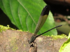 Polythoridae