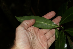 Tapeinosperma repandulum