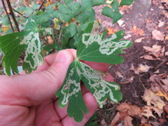Phytomyza aquilegivora