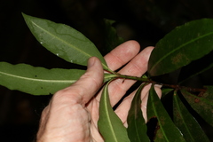 Tapeinosperma repandulum